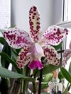 Cattleya Hybrids 